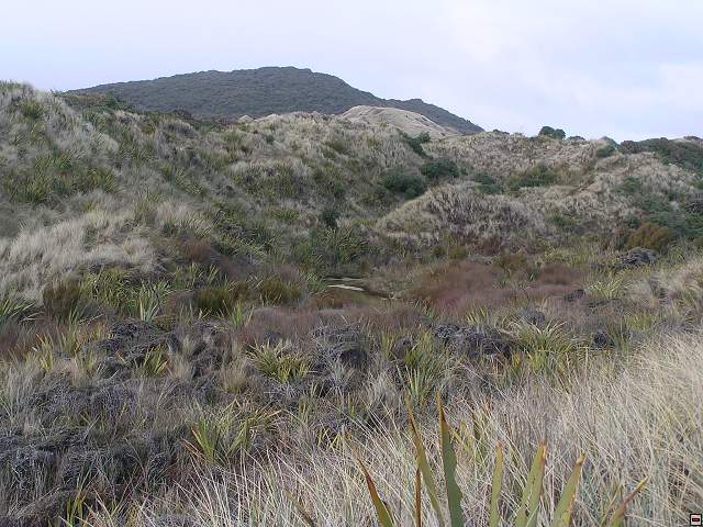 Steward Island 027.jpg
